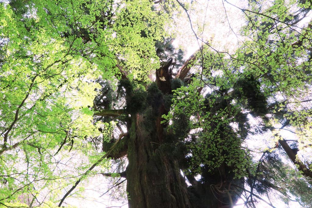 Wanokura Guest house